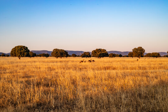 A meadow in Caba&ntilde;eros National Park, in Ciudad Real (Spain), bathed in the golden light of the sunset, with deer