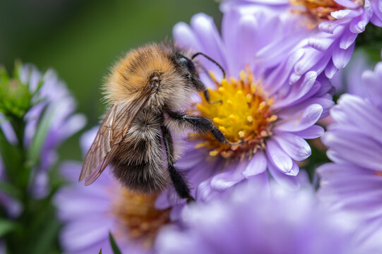 A closeup of a common carder bumblebee (Bombus pascuorum) on purple Aster flower