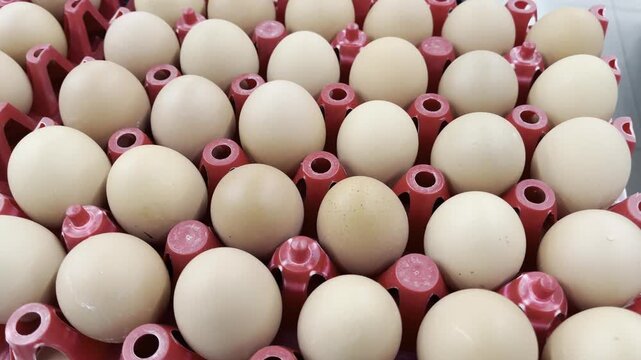 Top down view of fresh organic chicken eggs inside red plastic crate