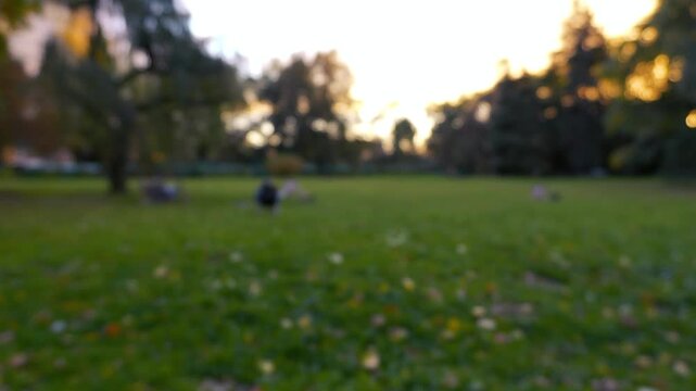 Park lawn at dusk with bokeh car lights and people sitting in background, static blurred shot b-roll