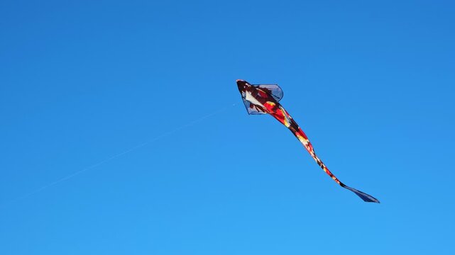 The Large red and orange kite in shape of the Koi carp flying high in clear blue sky . Japanese vibe and culture. Bright colorful toy, fun outdoor leisure activity. Sunny day. 4k.
