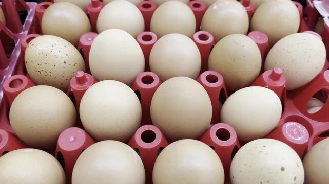High angle view of fresh brown eggs arranged in red plastic crate