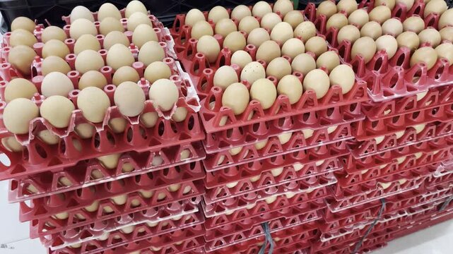 Large stock of fresh brown chicken eggs stacked in red plastic trays