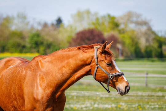 Chestnut horse wearing a halter stands in a grassy field during the day