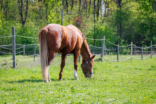 Chestnut horse grazes in a fenced pasture beside a wooded area in spring