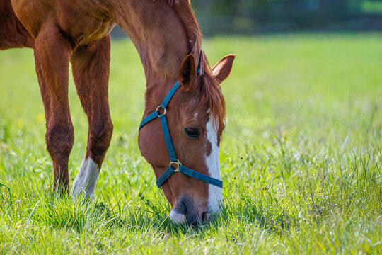 Chestnut horse wearing a blue halter grazes in a grassy field during daylight
