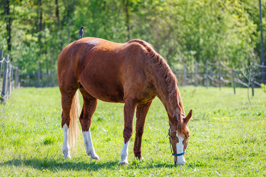 Chestnut horse grazing in a fenced green pasture with a bird perched on its back