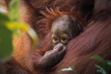 Cute baby Bornean orangutan peeking out from its mother's orange fur with hand near mouth in tropical rainforest © Naufal