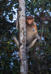 Proboscis monkey with long nose clinging to tree trunk and looking at camera in lush Borneo rainforest © Naufal