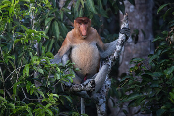 Male proboscis monkey sitting on tree branch among green leaves in Borneo rainforest at dusk © Naufal