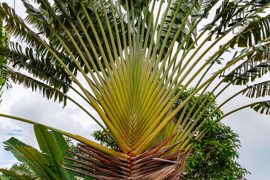 Palm tree with long fronds growing in a tropical garden