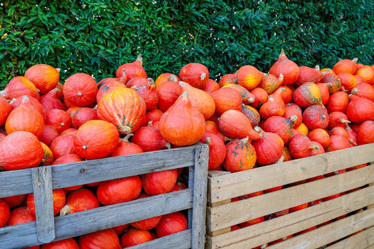 Pumpkins stacked in wooden crates at a market during autumn season
