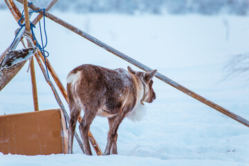 A lonely beautiful reindeer in a snowy forest. Life in the Arctic. © lizavetta