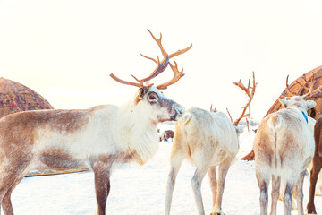 A herd of reindeer in the snowy tundra. Life in the Arctic. © lizavetta