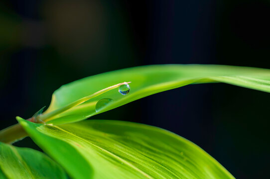 Water Droplets on Bamboo Leaf