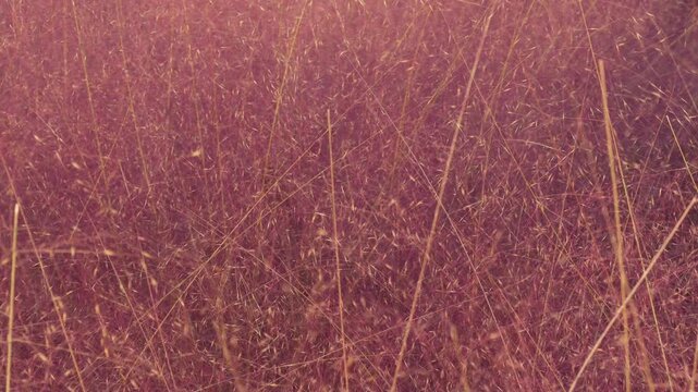 Pink Muhly Grass Blowing in Gentle Breeze Slow Motion Dreamy Nature