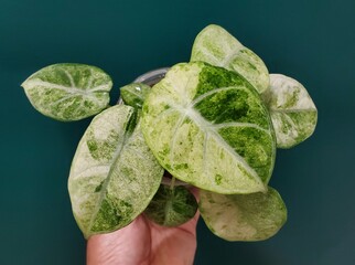 Variegated Alocasia Ninja Tricolor displays marbled green and cream foliage, highlighting unique pigmentation patterns. © Khairil