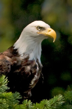 Mature Bald Eagle Closeup