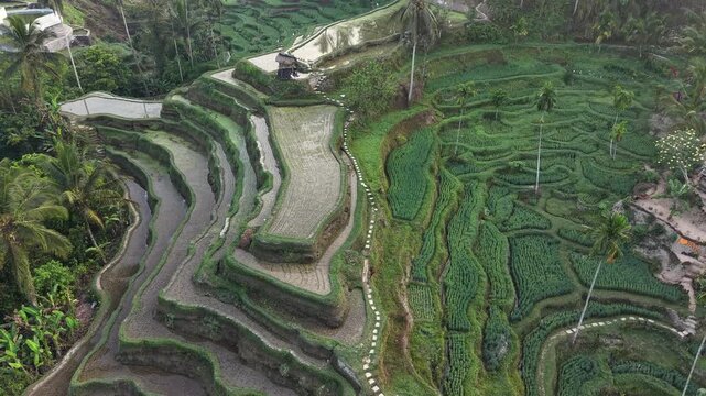 Aerial orbit shot flying over green rice terraces with flooded paddy fields and palm trees, drone view, Bali, Indonesia.