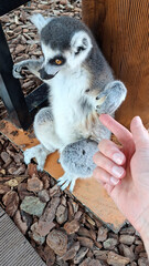 Ring-tailed lemur reaching toward a human hand in an enclosure. Close encounter with a captive primate. Wildlife conservation and animal care. Curious behavior and nature education. © Andrey