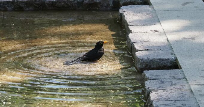 Blackbird male (Turdus merula) bathes, refreshes itself, and cleans the dirt from its feathers in the clear water of a small garden pond during a hot period
