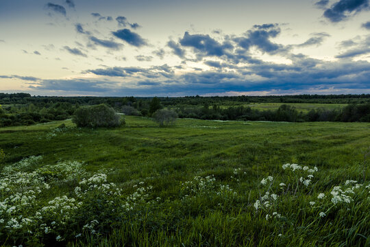 Dramatic evening sky with dark clouds over a green summer meadow, white hogweed flowers in foreground and distant forest line under fading light
