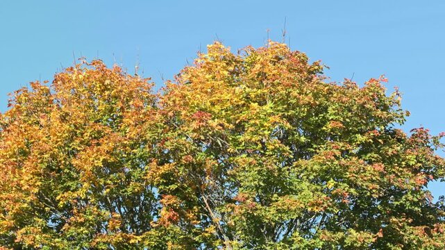 Close-up view of colorful autumn maple foliage swaying against background of clear sky. Sweden.