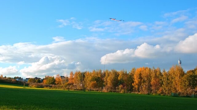 Colorful autumn trees with golden foliage standing on green grass field countryside nature landscape. Kite in shape of the Koi carp flying in blue sky with white clouds. Japanese vibe. October colors.
