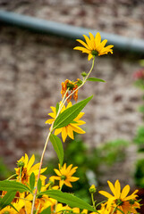 Yellow Wildflowers Growing Beside Metal Railing In Outdoor Garden © 코끼리 잠자는
