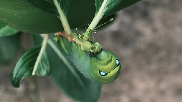 Green caterpillar with blue eyespots clings to a stem