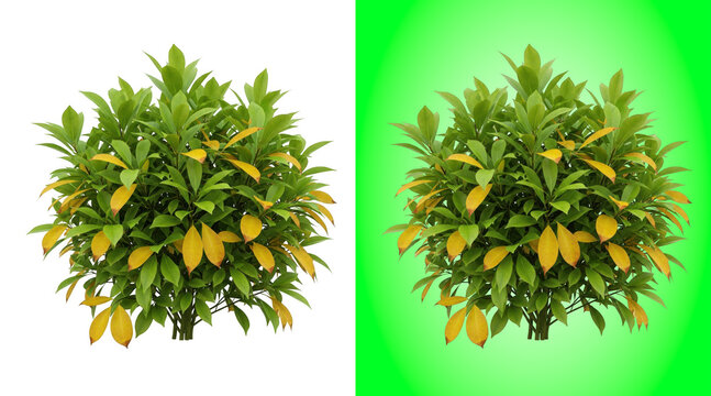 Lush green bush with yellowing leaves isolated on a white background, for garden landscaping