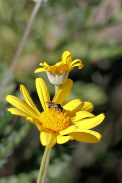 Australian native Halictid bee (Chilalictus) feeding on daisy bush nectar