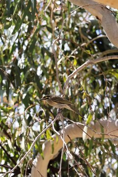 Yellow-faced Honeyeater (Lichenostomus chrysops) perched in gum tree, South Australia