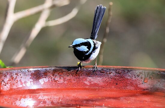 Male Superb Fairy-wren (Malurus cyaneus) at bird bath, South Australia