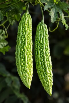 Two Green Bitter Melons with Deeply Ridged Skins Hanging on a Vine