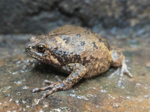Small Asian Bullfrog Sitting on Rock in Natural Habitat