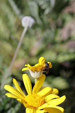 Australian native Halictid bee (Chilalictus) feeding on daisy bush nectar