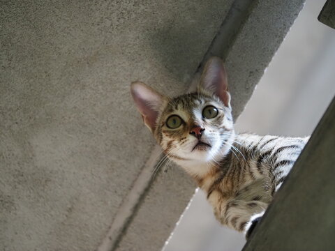 Grey tabby cat looking down with wide curious eyes from a concrete ledge