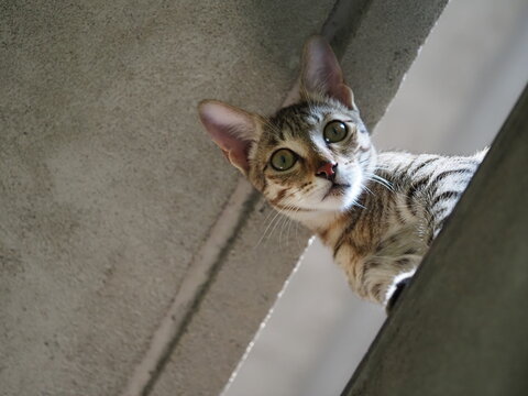 Curious grey tabby cat peering down from a concrete building structure