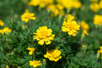Fototapeta premium Close Up of Yellow Marigold Flowers Blooming in Garden