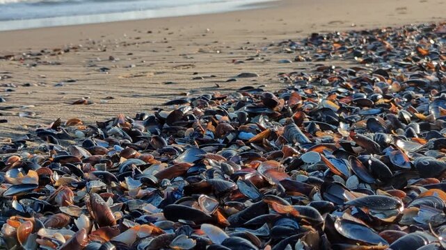 Close-up of mussel shells scattered on wet sandy beach, foamy sea waves rolling in soft morning light behind