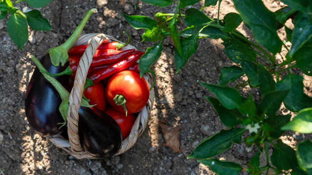 vegetable gardening at the backyard