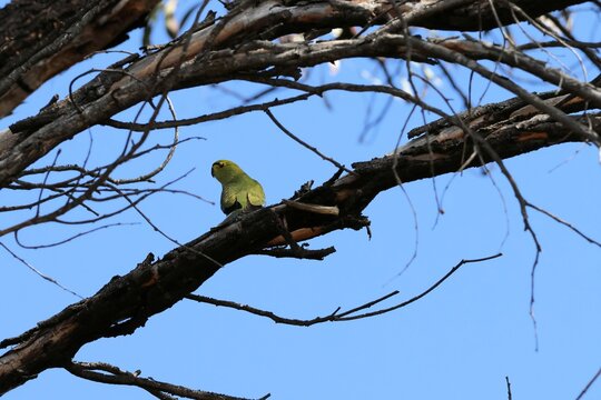 Blue-winged Parrot (Neophema chrysostoma) perched on wattle tree branch against blue sky