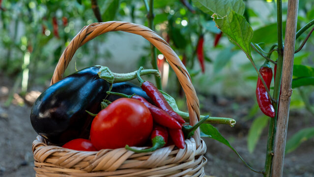 vegetable gardening at the backyard