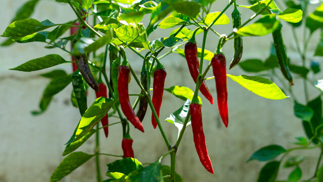 vegetable gardening at the backyard