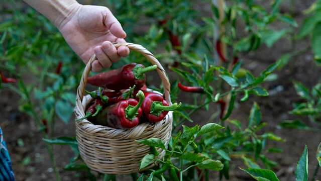 vegetable gardening at the backyard