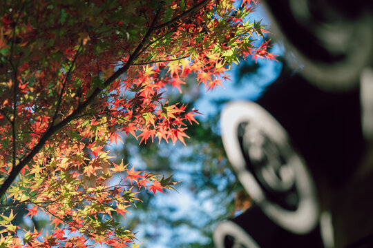 京都の大徳寺の美しい庭園の紅葉
