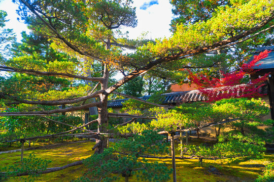 京都の大徳寺の美しい庭園の紅葉