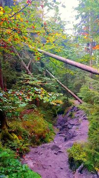 Panning through a panoramic view of a hiking trail called Wild Hell with a beautiful gorge, deep canyon, magical forest and sand stone rocks in Saxon Switzerland national park, Germany