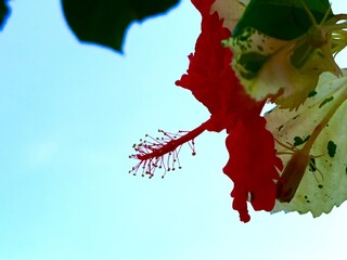 A bright red hibiscus flower with a prominent staminal column, accompanied by foliage featuring variegated patterns. © Heri